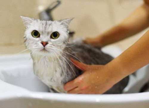 用干粉给猫咪洗澡好吗,用干洗粉洗猫毛省事