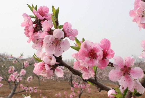 4月,漫步桃花雨,姻缘上上签,4生肖收获真爱,牵手今生所爱