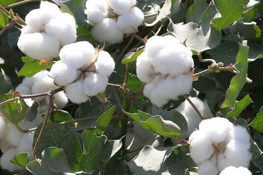 棉花期货 涨幅7%