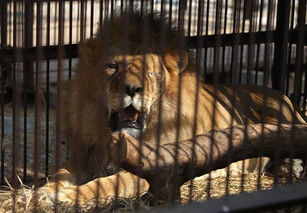 美动物保护组织解救33头狮子送回非洲 