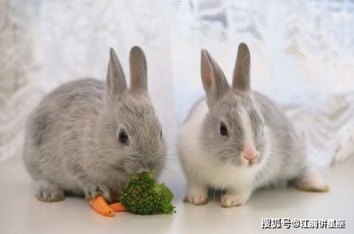 两个属兔的能在一起吗(两个属兔的人能结婚吗)