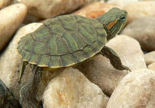 乌龟能活多少年 
