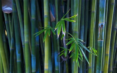 最常见的竹子是什么竹 常见竹子的种类