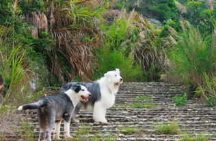 古代牧羊犬掉毛的原因,古牧犬脱毛怎么办 