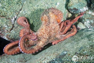 章鱼潜水员图: 真实照片曝光，让你大吃一惊!
