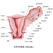 性高潮的哪个阶段阴道会分泌液体