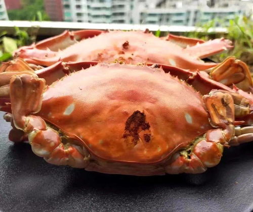 白蟹季到 最全做法大集合,今年最流行的吃法你试过吗