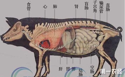 猪内脏有哪些 猪内脏名称大全