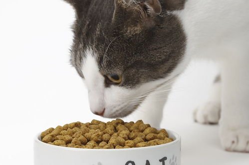 田园猫要怎么喂养,一定得吃猫粮才健康吗 