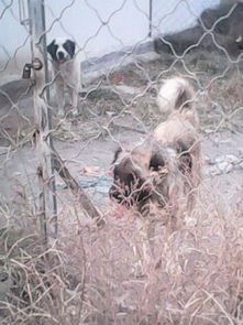 信阳肉狗不同季节狗的饲养管理要点 想致富养殖肉犬 长兴犬业 养殖 种植栏目 