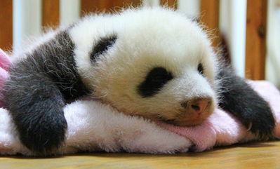 你知道大熊猫数量稀少的自身原因吗