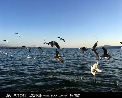 洱海上飞翔的海鸥高清图片下载 红动网 