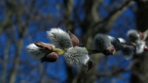 5月上旬,桃花运上升,3星座执手相依,旧情人回心转意