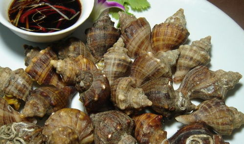 海螺的种类多多,不一样的海螺有不一样的营养和功效,快看看吧