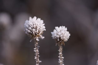 双鬓雪的岁月，青春的记忆，雪鬓双鬓的意思