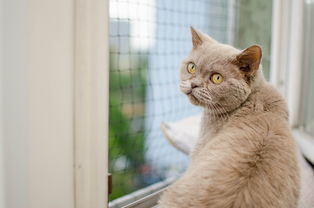 小懒猫的故事，一只慵懒生活的可爱猫咪的传奇，小懒猫的故事视频