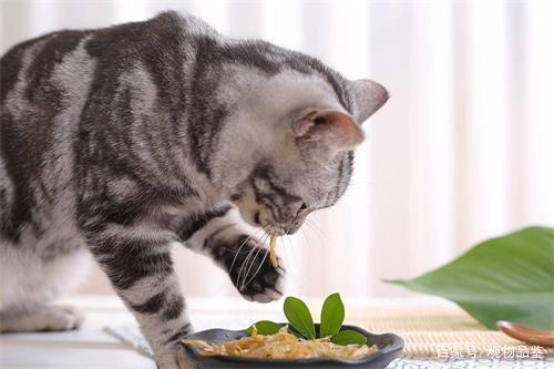 一款猫粮吃多久建议更换,猫什么情况下可以换猫粮