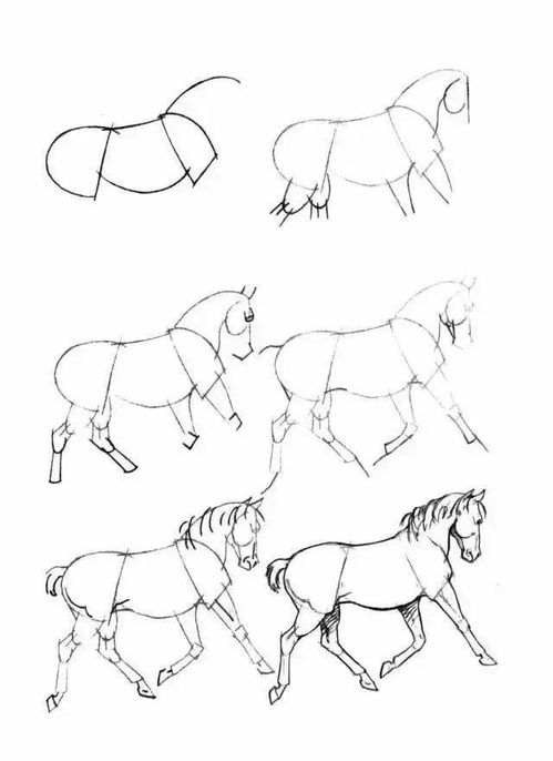 马的结构画法教程