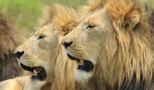 提到最臭动物,狮子必须有一号,为什么非洲草原之王狮子这么臭