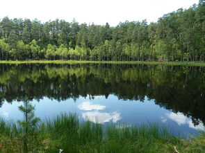 沼泽湖,自然保护区,森林,镜像,光,自然保育,系泊,水,树木,湖,景观,田园,绿色 