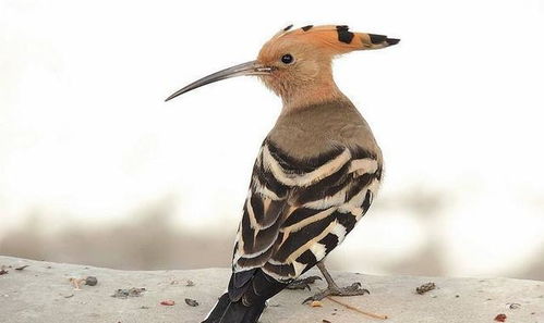 这种鸟非常美丽却奇臭无比,都说是啄木鸟其实并不是,知道叫啥吗