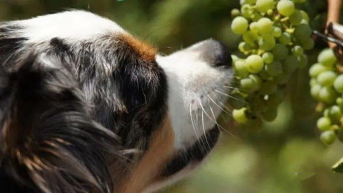 为什么狗不能吃葡萄 答案是...