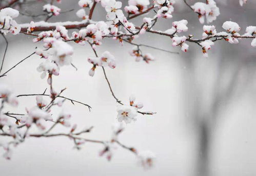 雪压花枝头 北京这场雪有多大 3月下雪多见吗 这些美图请收藏