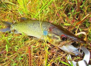 蒙古大草原野河,探钓凶猛稀有鱼类,收获攻击性极强的野生大狗鱼