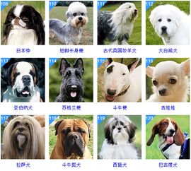 178种狗狗品种大全,原来按体型 智商都是这么分 