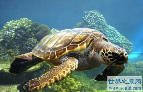 世界最长寿的动物之海龟,寿命最长能活300多岁 