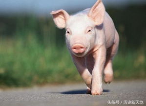 金猪,水猪,火猪属相的注意 十二个出生月份,十二种不同的命 