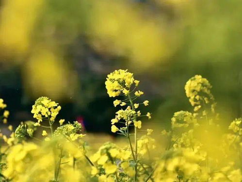 在第五个季节里，许你一场春暖花开(这是一个春暖花开的季节)