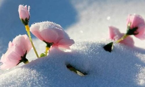 描写冬季早晨雪景的诗句 