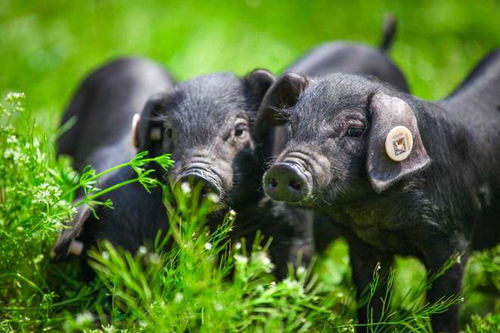 黑猪品种哪个最好 中国十大黑猪品种排名,你更看好哪一个品种