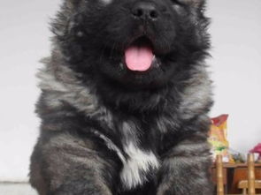 图 长期繁殖双血统高加索幼犬 北京纯种高加索多少钱一只 北京宠物狗 