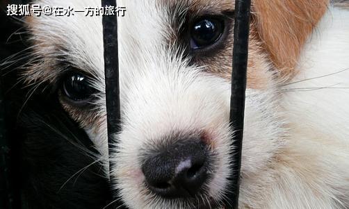 禁 5月1日起深圳率先实施禁止食用野生动物条例,明确猫狗禁食