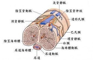 男性 私密部位 的构造和功能 这是一堂严肃的青春课 