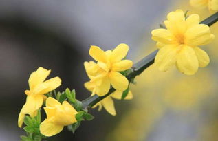 迎春花花语和文化传说,迎春花表达什么意思？