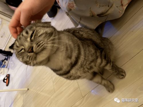 1.5领养信息 8只小猫分别在广州 深圳 佛山 沈阳 贵阳 中山 哈尔滨