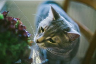 猫咪可以吃生菜吗 对,作为零食的话,对喵主子的身体健康有好处
