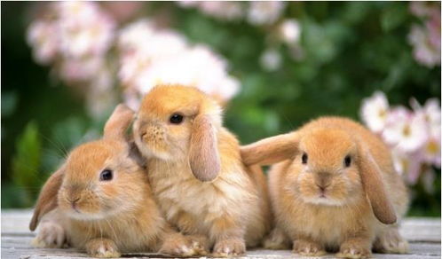 属兔人 出生在以下4个时辰,注定是 富贵命 ,一生非官即贵