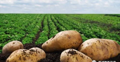 土豆在塞浦路斯人心中有多重要