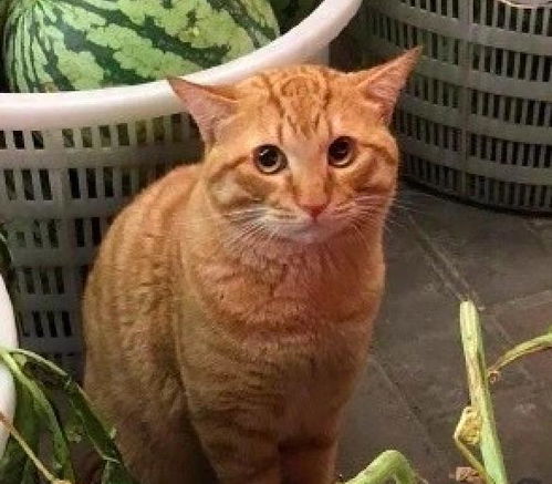 网友路过西瓜摊时, 发现有一只橘猫在卖西瓜 这小眼神太萌啦 