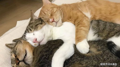 猫睡姿含义和姿势解释