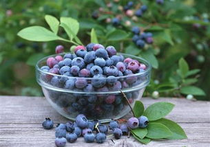 蓝莓营养价值 蓝莓怎么吃最有营养