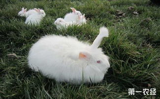 怎样养殖长毛兔 长毛兔高效养殖技术