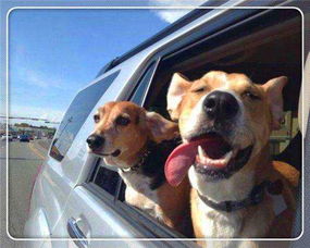 为什么狗狗坐车喜欢将头伸出窗外 看完涨知识了