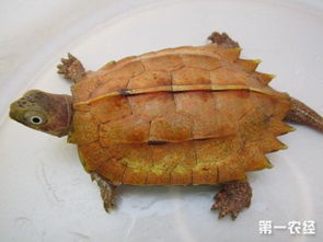 枫叶龟如何人工饲养 枫叶龟的养殖注意事项