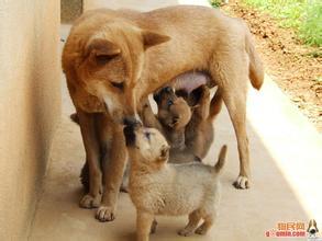 这是什么犬