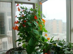 北京秋冬季节室内养植物什么好 